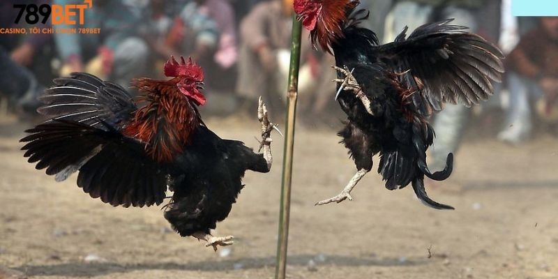 Mẹo chơi gà đá 789Bet để luôn giành chiến thắng